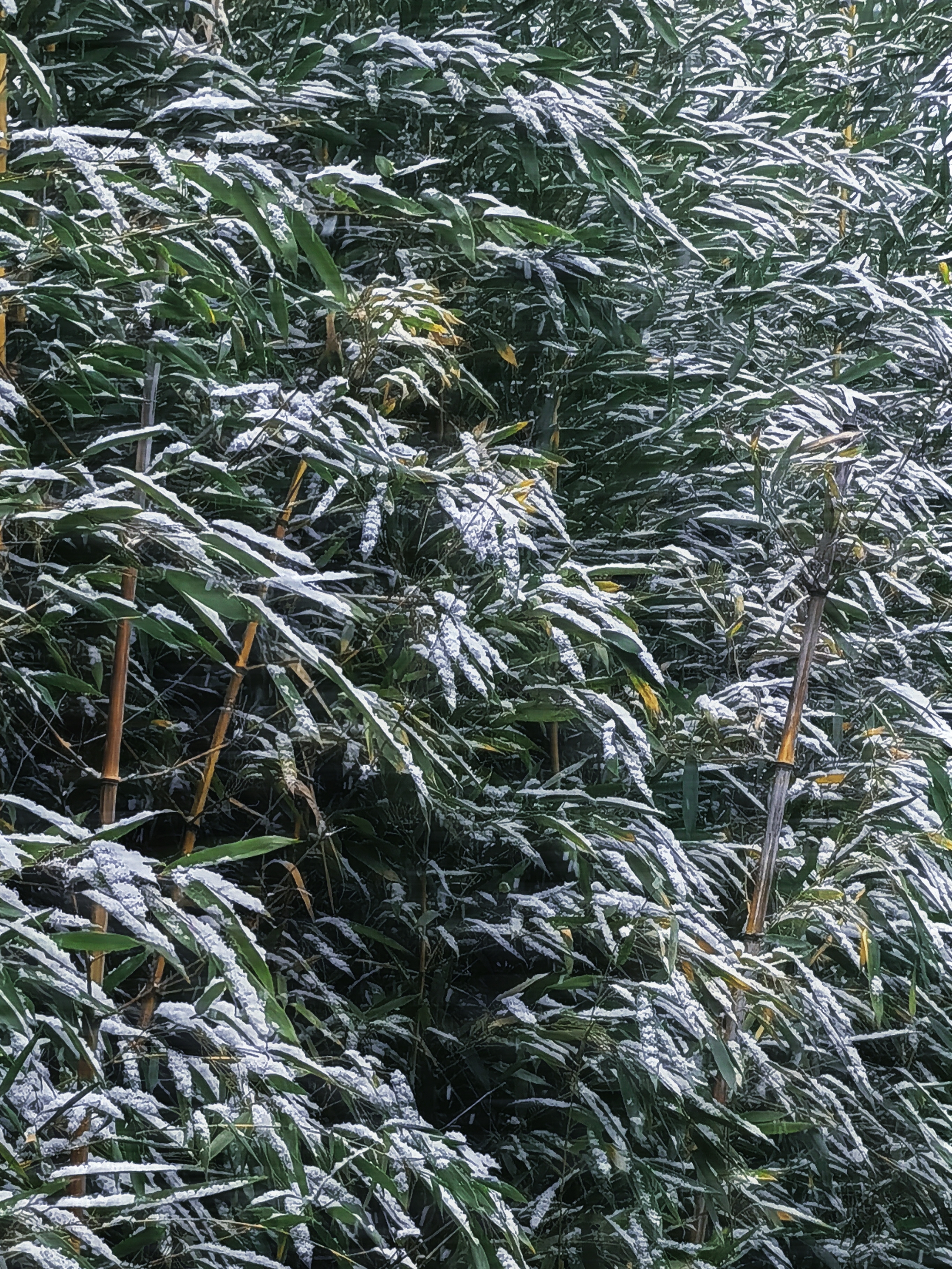 7280076102474859231(1).jpg 7280076102474859231(1).jpg